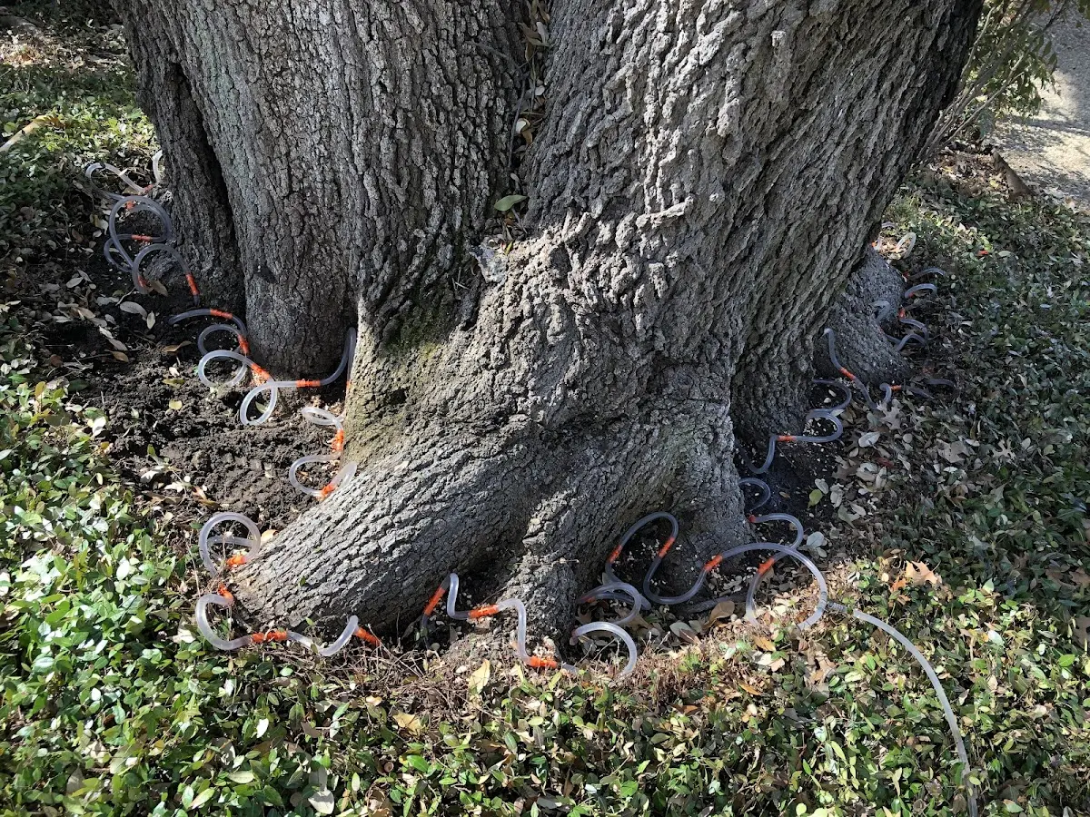 Detailed Tree Cabling and Bracing job site in Green Isle