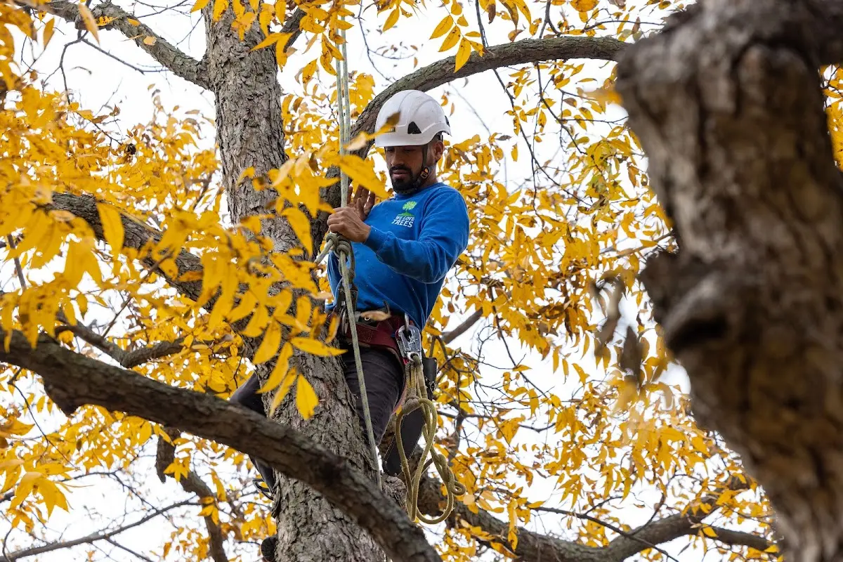 Skilled Storm Damage Cleanup crew working in Green Isle